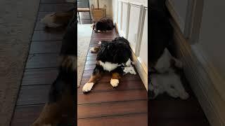 Video of adoptable pet named Amairani