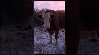 Бычара#молодой фермер #farmer