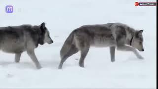 Wolves - The Wolf Pack (Druid Peak Pack Yellowstone) Famous Wolf 21 and Wolf42| Lemar Valley HD | P1