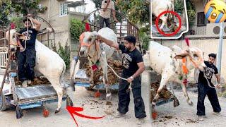 MY COW UNLOADING GONE WRONG  I TIRE BLAST | SYED FAHAD
