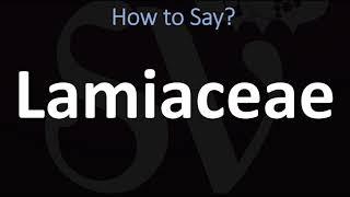 How to Pronounce Lamiaceae? (CORRECTLY)