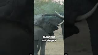 Elephant Talk: The Long-Distance Communicators  #facts #animals #funfacts #elephant