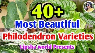 40+ Most Beautiful & Exotic Philodendron Varieties | Philodendron Varieties+Identification