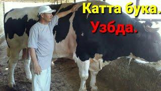 Узбда бокилаётган энг катта букалар. Абдухалил акадан.