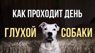 ДЕНЬ С ГЛУХОЙ СОБАКОЙ | КАК ВЕДЁТ СЕБЯ ДОМА ГЛУХОЙ СТАФФОРД РОККИ | HOW IS DEAF DOG DAY GOING