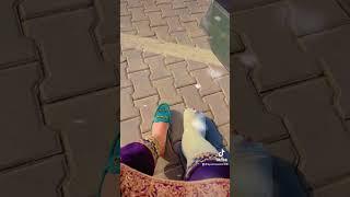 #mumtazbeautyvlog #virlvideo #youtubeshorts #youtubepartner