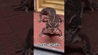 Part 2. Geckopia Premium Reptile Liner - the ultimate savior for Reptile Beginners