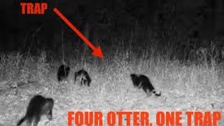 Four otter one trap caught on camera