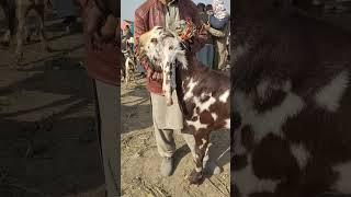 #puredesibreed luddan mandi