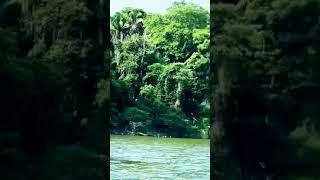 La  selva De Peten  Guatemala