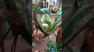 Minha planta floriu#nature#sítio#plantacoes#garden#chacara#vidanaroça#rafaela costa