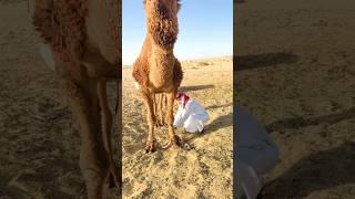 روح الدعابة الفريدة لصديق الصحراء | #الابل #ناقة #صحراوي #ھدیر #اكسبلور