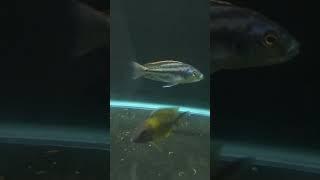 Why do your fish keep dying?
