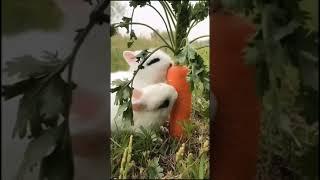 Lovely rabbits | FUNNY VIDEO # 2