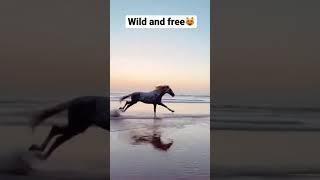 Beautiful wild and free horse on sunset 