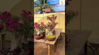 Rare Imported Adenium Plant Online Sale  #adenium #plants #flowers #garden