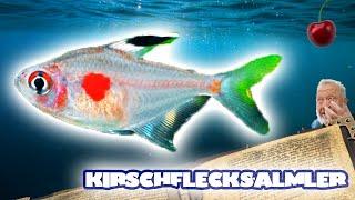 MIT DIESEM FISCH IST GUT KIRSCHEN ESSEN - KIRSCHFLECKSALMLER | FISCHENZYKLOPÄDIE | ZOO ZAJAC