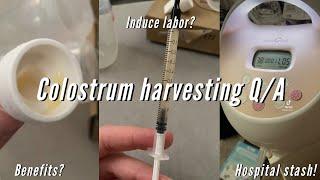 WHY IM COLLECTING COLOSTRUM DURING PREGNANCY | Q/A, third trimester, colostrum harvesting