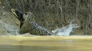 WILD. Leopard Kills Alligator. Леопард Против Аллигатора