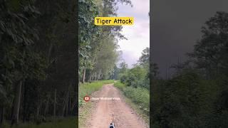 Tiger Attack  - Jim Corbett National Park #wildlife #jimcorbett #tiger #jungle #tigerattack