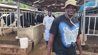 visiting kenya livestock farms part 2