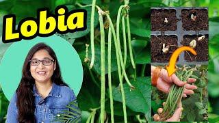 गमले में उगाए लोबिआ SEEDS TILL HARVESTING - ORGANIC LOBIA BEANS IN CONTAINER #lobia #beans #organic