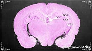 The Hippocampus Proper Role in Spatial Temporal Memory Processing and Fear Extinction