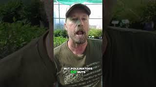 Why Are Pollinators Obsessed With This Plant?