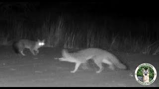 Trail Camera | Gray Fox Chase