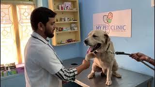 Activity Checking of Pets by Dr. Jakeer mohammad - Please check your pet activities also