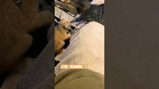 Kitten on a Croft - Lead Training !  #Cute Cats and Kittens #youtube shorts #Kitty #love cats