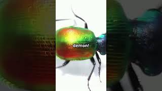Tiger Beetle: The Speedy Predator