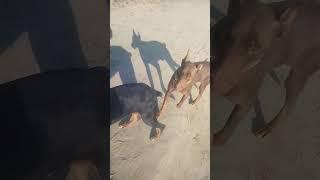 Choudhary agro farm#dobberman #dog #traing #dans#Romansing