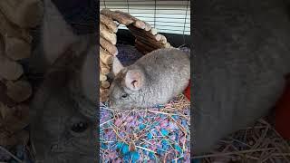 Tobemory the rescue chinchilla #animalsanctuary #rescue