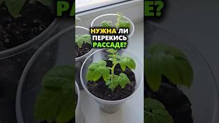 Перекись или яд? Эксперимент с рассадой, который всех удивил! #огород #рассада #перекись