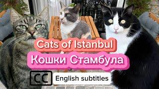 Cats of Istanbul, the city of happy cats. How do they live in Turkey?