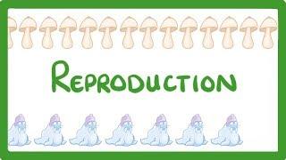 GCSE Biology - Sexual vs Asexual Reproduction - What is Asexual Reproduction?