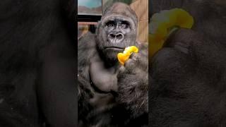 Gorilla shocked that he farts while eating yellow peppers.  #Shorts #AnimalASMR #Gorilla #ASMR