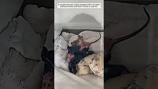 A couple rescued a baby kangaroo from its dead mother's womb and took it home to care for #animals