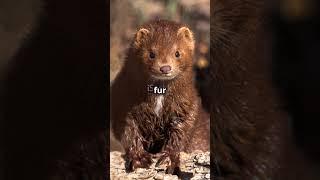 Meet the Marvelous Mink! #digicyclopedia #shorts #animals #wildlife #viral