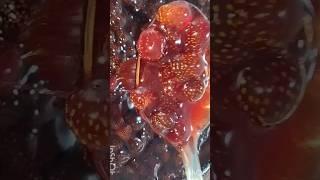 Варенье из клубники  #рецепты #кулинария #кондитер #вкусно #еда