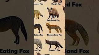 Types Of Foxes - Corsac Fox  #shorts #fox