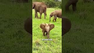 Baby elephant who doesn’t know how to use his trunk#animals #funnyanimal #funny #elephant