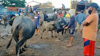 SAGAY CITY (livestock) AUCTION MARKET | TRICYCLE FROM BAGO CITY TO SAGAY CITY 