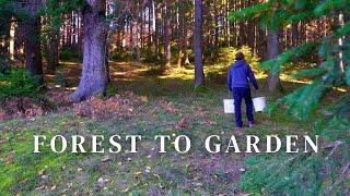 #4 I used Forest Soil for Organic Gardening | Planting Cranberries, Raspberries and More