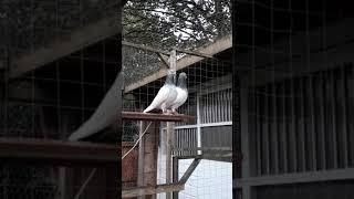 Pakistani pigeon in UK.  Shirali . Birmingham. Golden kabootar .