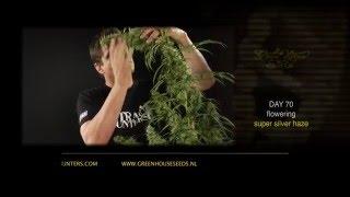 Super Silver Haze - Green House Grow Sessions