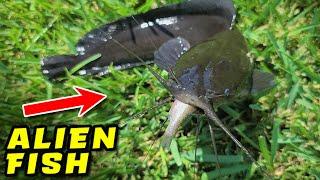 Alien Fish Discovered!  Fish ID Needed...