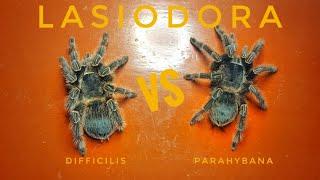 #tarantula #exotics #arachnid COMPARING LASIODORA DIFFICILIS AND PARAHYBANA #teamsuperjongky