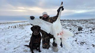 Waterfowl Hunting In Snow! (Duck Limit & Swan)